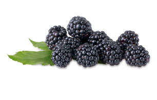 blackberry sage oolong
